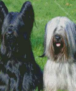 Black And White Skye Terriers Diamond Painting