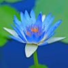 Blue Water Lily Flower In Water Diamond Painting