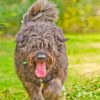 Brown Bouvier Des Flandres Diamond Painting