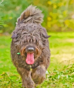 Brown Bouvier Des Flandres Diamond Painting