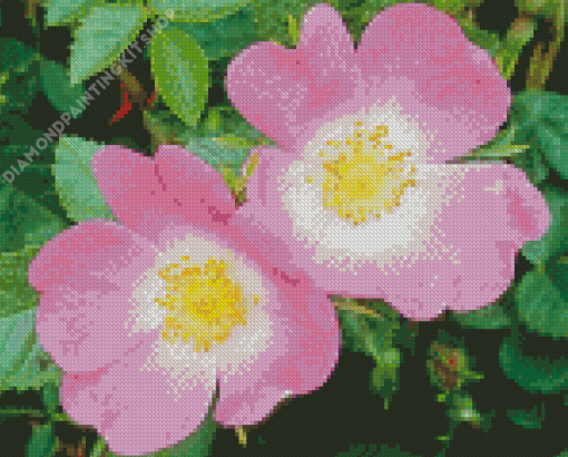 Cherokee Roses Diamond Painting