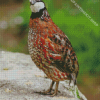 Bobwhite Quail Diamond Painting