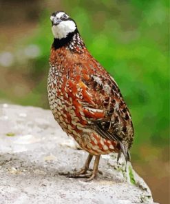 Bobwhite Quail Diamond Painting