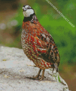 Bobwhite Quail Diamond Painting