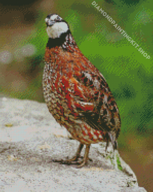 Bobwhite Quail Diamond Painting