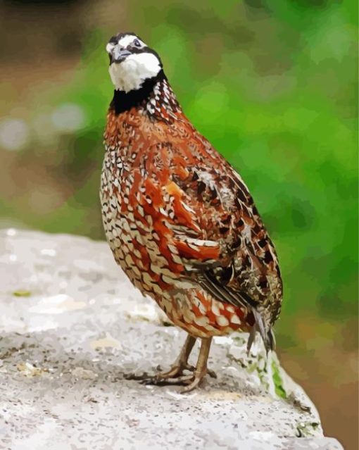 Bobwhite Quail Diamond Painting