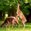 Deers In Bushy Park Diamond Painting