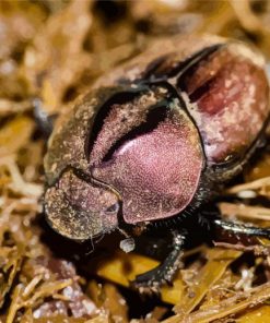 Dung Beetle Scarab Diamond Painting