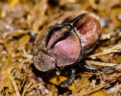 Dung Beetle Scarab Diamond Painting