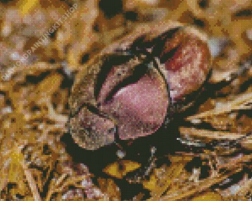 Dung Beetle Scarab Diamond Painting