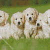 English Cream Retriever Puppies Diamond Painting