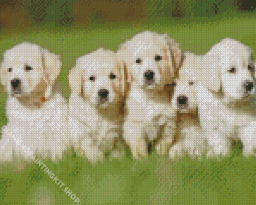 English Cream Retriever Puppies Diamond Painting