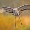 Flying Sandhill Crane Diamond Painting