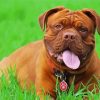 French Mastiff In Grass Diamond Painting