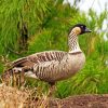 Nene Goose Diamond Painting