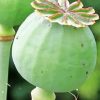 Opium Plant Diamond Painting