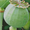 Opium Plant Diamond Painting