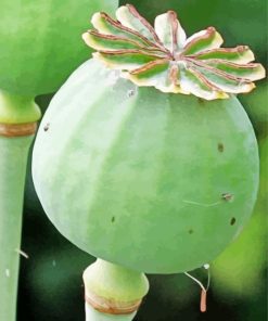 Opium Plant Diamond Painting