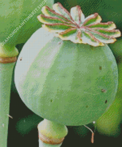 Opium Plant Diamond Painting