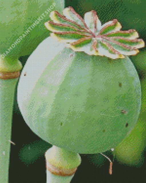 Opium Plant Diamond Painting