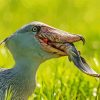 Shoebill Stork Eating Fish Diamond Painting