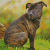 Staffordshire Bull Terrier Diamond Painting