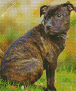 Staffordshire Bull Terrier Diamond Painting