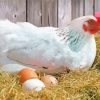 White Chicken With Eggs Diamond Painting