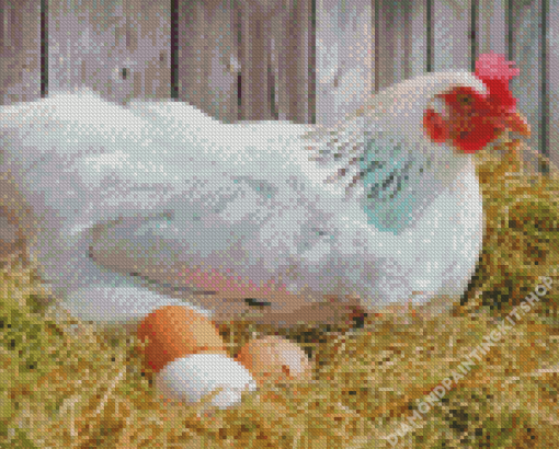 White Chicken With Eggs Diamond Painting