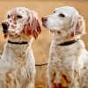 White English Setter Dogs Diamond Painting