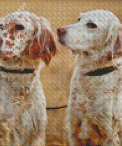 White English Setter Dogs Diamond Painting