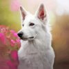 White Swiss Shepherd Pet Diamond Painting