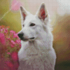 White Swiss Shepherd Pet Diamond Painting