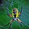 Argiope Aurantia Garden Spider Diamond Painting