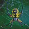 Argiope Aurantia Garden Spider Diamond Painting