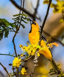 Baltimore Oriole Birds Diamond Painting