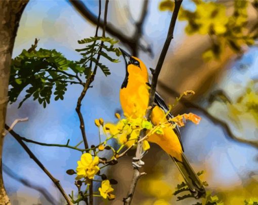 Baltimore Oriole Birds Diamond Painting