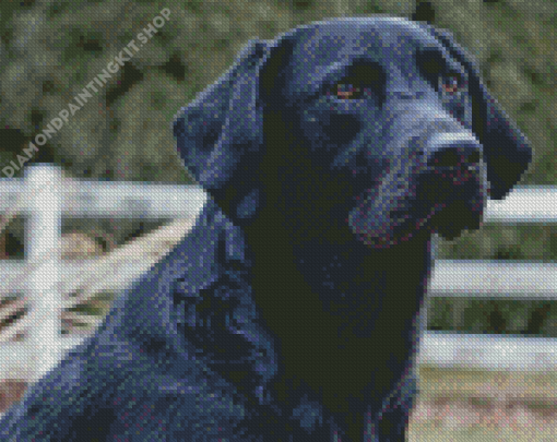 Black Golden Retriever Diamond Painting