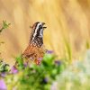 Bobwhite Quail Head Diamond Painting