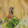 Bobwhite Quail Head Diamond Painting