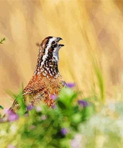 Bobwhite Quail Head Diamond Painting