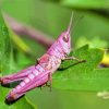 Pink Grasshopper Diamond Painting