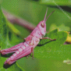 Pink Grasshopper Diamond Painting