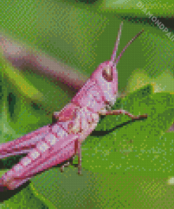 Pink Grasshopper Diamond Painting