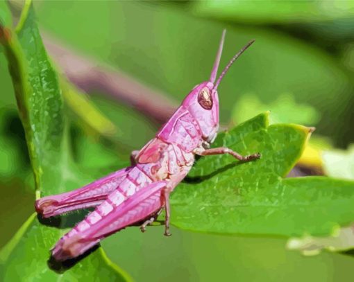 Pink Grasshopper Diamond Painting