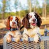 Two Spaniels Diamond Painting