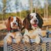 Two Spaniels Diamond Painting