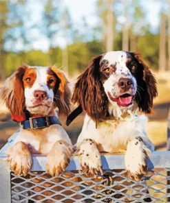 Two Spaniels Diamond Painting