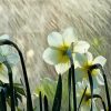 White Flowers In Rainy Spring Day Diamond Painting