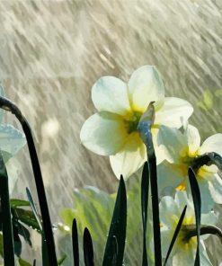 White Flowers In Rainy Spring Day Diamond Painting